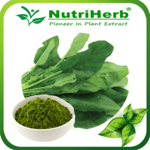 Spinach powder-NutriHerb